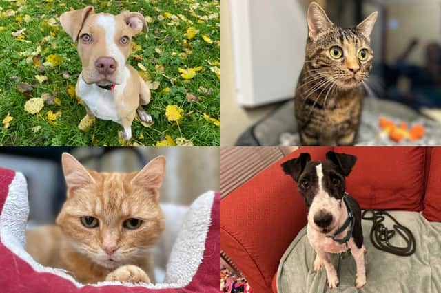 We take a look at 24 dogs and cats available for adoption and looking for their forever home at the RSPCA York, Harrogate and District branch