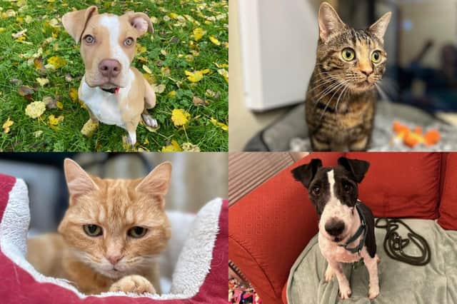 We take a look at 24 dogs and cats available for adoption and looking for their forever home at the RSPCA York, Harrogate and District branch