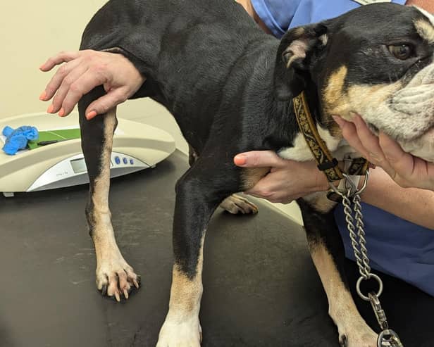 Laurance Silver, from Harrogate, was given a suspended prison sentence and disqualified from keeping animals for ten years after he failed to give two-year-old Esther adequate nutrition or seek veterinary treatment for an injury to her hind leg