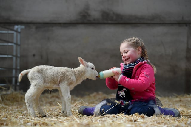 Edie Gregson (aged four), from Harrogate, feeding a four-day-old lamb at 'Spring on the Farm' at Birchfield Ice Cream Farm in Summerbridge