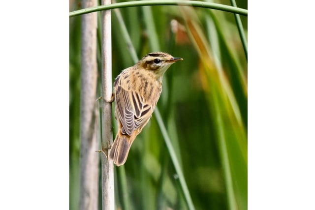 Pictured: A Sedge Warbler perched on a reed at the nature reserve.