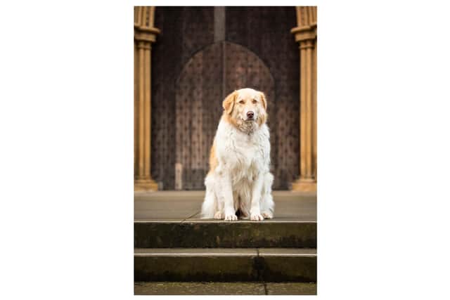 Portrait of Priya: a Romanian Shepherd by Suzanne Craigie Photography