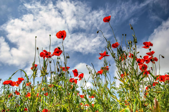 The poppy, amongst other wild flowers, can now be seen colouring Yorkshire's landscapes, road sides, fields and private lawns with the hope of tackling pollution and reaping the benefits that wildlife brings.