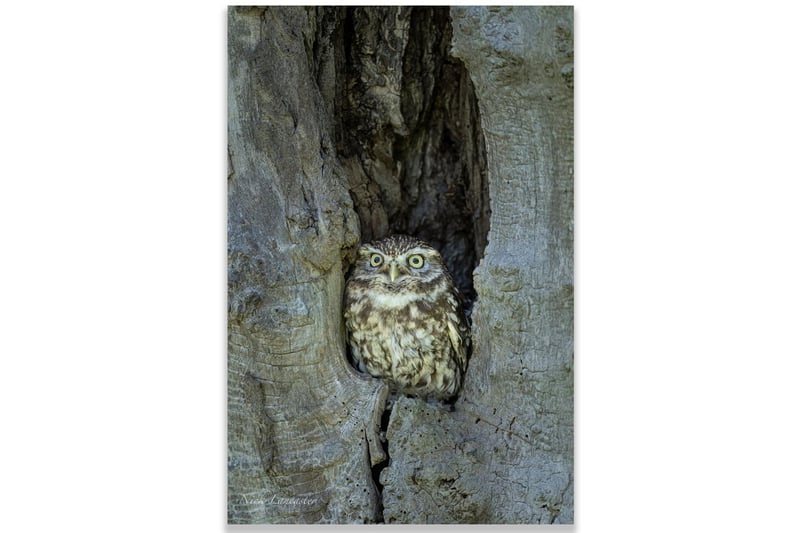 A Little Owl perches inside a tree knot
