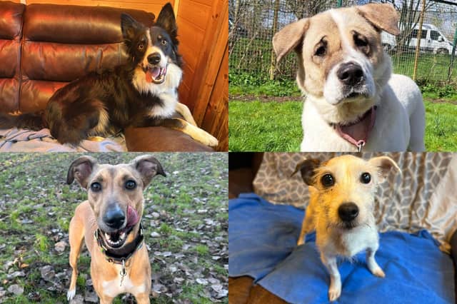 We take a look at 11 dogs that are available for adoption and looking for their forever home at the RSPCA York, Harrogate and District branch