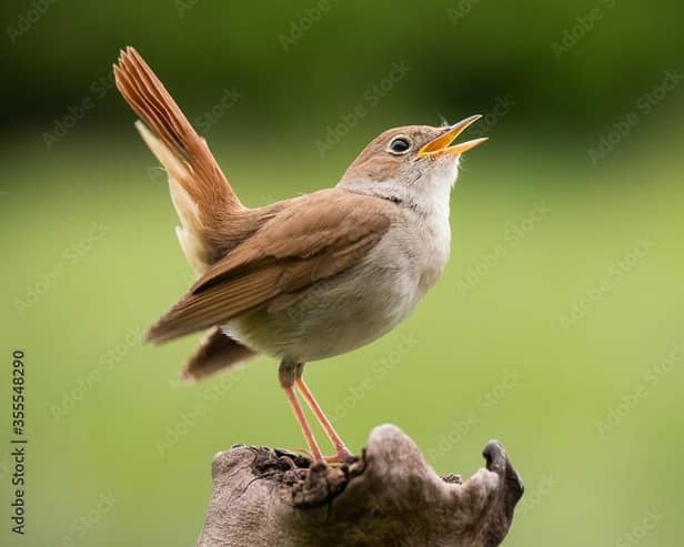 The nightingale is one of the birds which have increased. Photo: Adobe