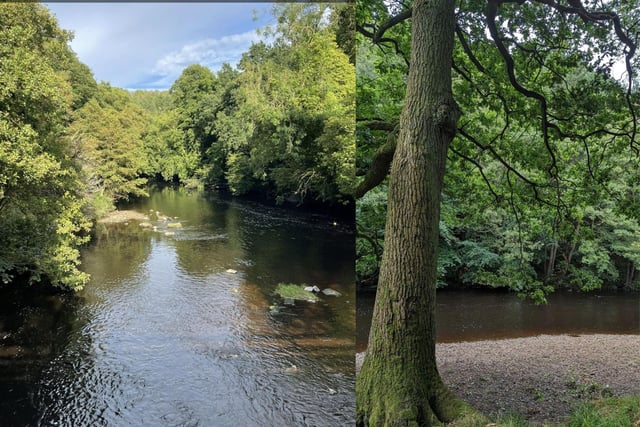 The Bilton Greenway and River Nidd Circular is near Harrogate. It is considered a moderately challenging route and takes an average of 1h 20 min to complete. This is a popular area for birding, hiking, and walking. Dogs may be off-leash in areas.