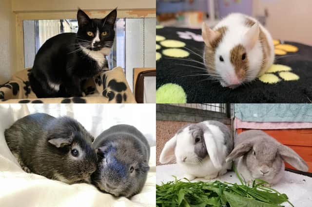 We take a look at some small animals that are currently looking for their forever home at the RSPCA York, Harrogate and District branch