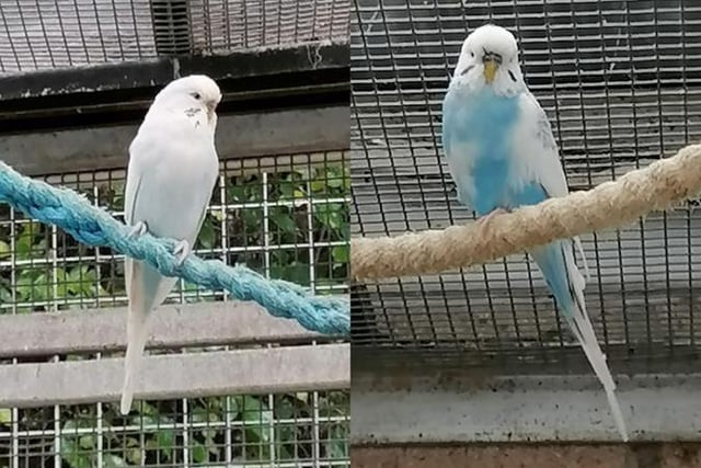 Bucky and Frosty are budgies that came to the centre for different reasons, but they have bonded with each other so the centre would love for someone to adopt them together. They are great little birds who are always on the move and flying around the aviary, singing away and enjoying life.