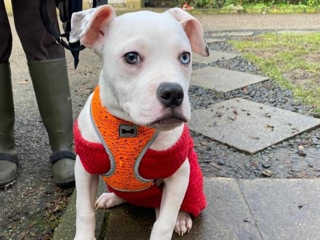 Layla is a five-month-old American Bulldog who came to the centre via an inspector after being found abandoned with his siblings. Layla is a very sweet natured boy who loves to be with people and is a typical young puppy with bags of energy and lots of love. He has never experienced life in a home so he has so much to learn about life. He will need adopters who have time and patience to help him learn what life is all about.
