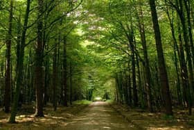 Woodland Creation