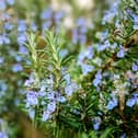 blossoming rosemary plants in the herb garden, selected focus, narrow depth of field