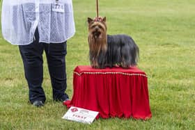 23 July 2021......   A Yorkshire Terrier scoops first prize during competition in the Leeds Championship Dog Show held at Harewood House.  Picture Tony Johnson