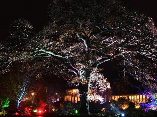 Winter illuminations have returned to RHS Harlow Carr.