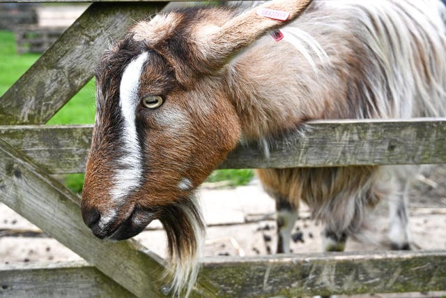 Clive, the long haired Goat really stands out as and appears to love the camera