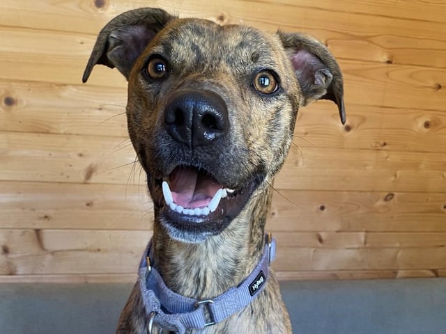 Buster is a two-year-old Lurcher who is a lovely boy that came to the centre as sadly his previous owner became unwell and could no longer keep him. Buster is a young, active and happy go lucky kind of guy who just lives life to the max. He has the most amazing smile and can make you smile no matter what kind of day you are having. Buster will make the family lucky enough to adopt him a really wonderful friend.