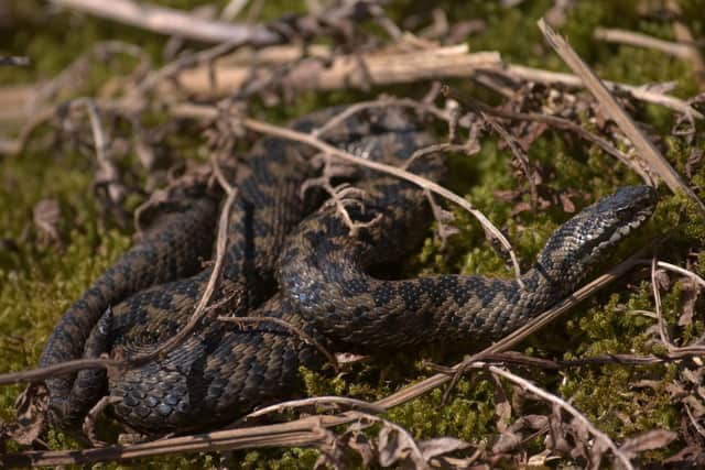DNA study finds Nidderdale adder populations among 'most genetically ...