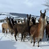 Meet the Nidderdale Llamas who look right at home in the Yorkshire snow and waiting for 'Christmas Cuddles'.