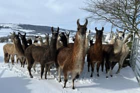 Meet the Nidderdale Llamas who look right at home in the Yorkshire snow and waiting for 'Christmas Cuddles'.