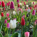 The Tulip Festival showcases 6000 tulips of many different varieties