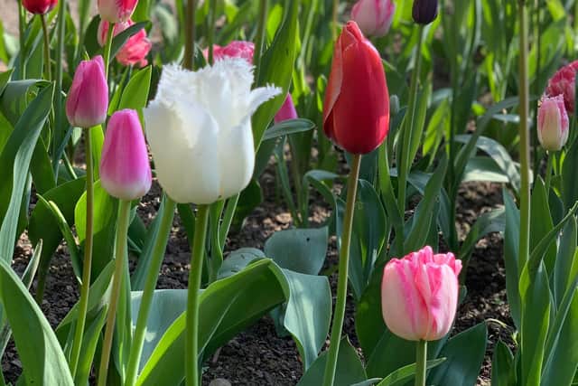 The Tulip Festival showcases 6000 tulips of many different varieties