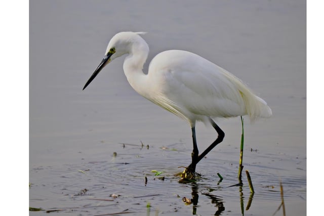 Pictured: A Little Egret enjoying a the shallows at Staveley Nature Reserve.