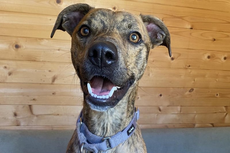 Buster is a two-year-old Lurcher who is a lovely boy that came to the centre as sadly his previous owner became unwell and could no longer keep him. Buster is a young, active and happy go lucky kind of guy who just lives life to the max. He has the most amazing smile and can make you smile no matter what kind of day you are having. Buster will make the family lucky enough to adopt him a really wonderful friend.