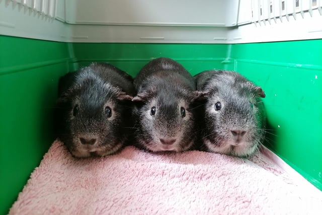 Marmalade, Chutney and Piccalilli are a lovely family of guinea pigs who came to the centre via an inspector after their needs were not getting met. They are all very shy guineas who will need quiet and experienced adopters who will understand their insecurities. They will need lots of TLC so they can learn to trust people and know they mean no harm.
