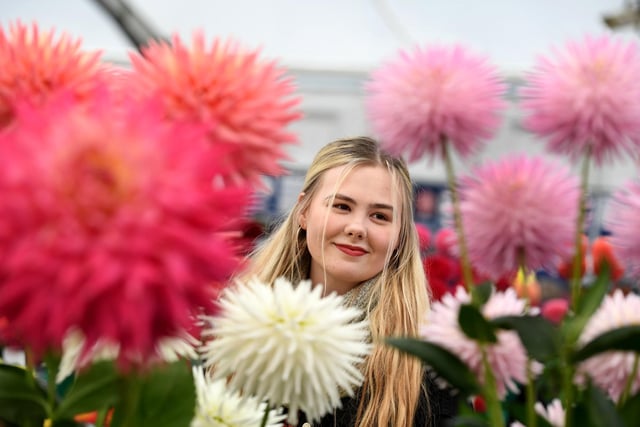 Beau Hutchinson viewing the dahlia's on display at the show
