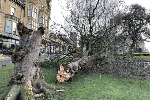 Harrogate - A sizable tree facing Bettys tearooms on the Montpellier section of the Stray felled by the ferocious gusts today.
