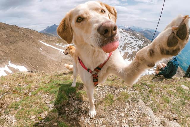 Holidays just aren't the same without the dog! Animal News Agency
