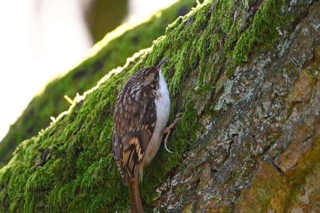 Tree creeper at Make it Wild's Summerbridge site