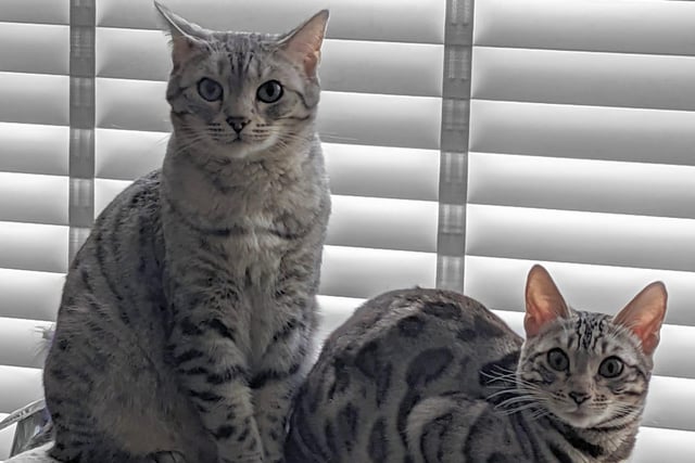 IN PICTURES Here are 35 photos of your wonderful pets to celebrate