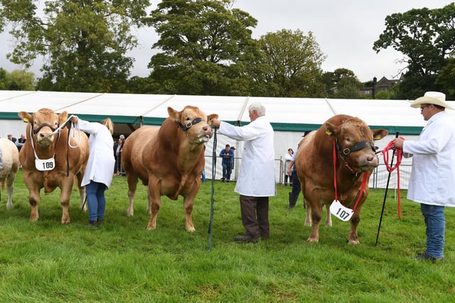 The bulls on parade in the cattle ring at the show
