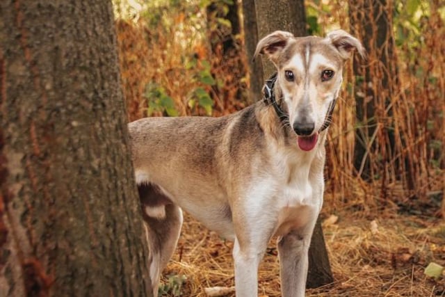 Rocco is a 21-month-old Lurcher and is an exceptionally friendly lad who came to the centre after his previous owner had to move and could not take him with them. Rocco is a very active and energetic dog who lives life to the max and his enthusiasm for life is inspirational. Rocco can sometimes let his excitement get the better of him and he can forget his manners, however he is still young and is willing to learn new things.