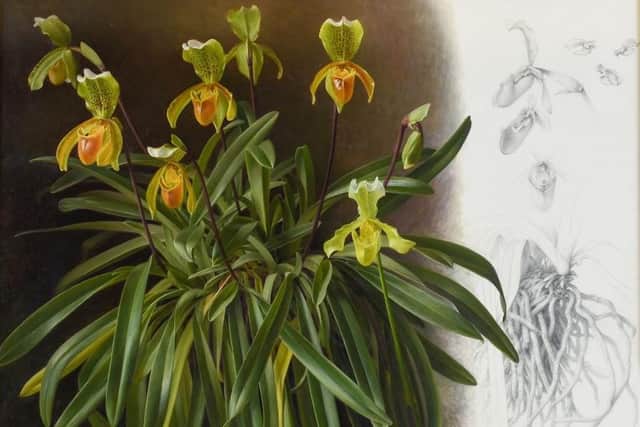 Raymond Booth, ‘The Slipper Orchids’ – estimate: £800-1,200