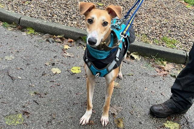 Morris is a two-year-old Lurcher who is a great dog that came to the centre via the dog warden after he was found straying in terrible condition. Morris was in desperate need of help and thankfully he was found just in time and taken to a place of safety. He is now fully recovered, fit and healthy and ready to find a home of his very own. Morris is a happy, energetic and playful lad who is always up for a walk or run around. He is a real character who can always make you smile no matter what. Morris has so much potential to make the most wonderful addition to the family.