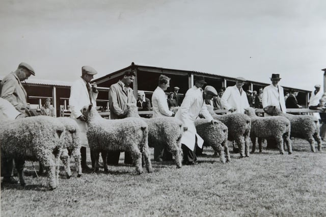 The sheep exhibitors lining up ahead of judging at the Great Yorkshire Show in 1954