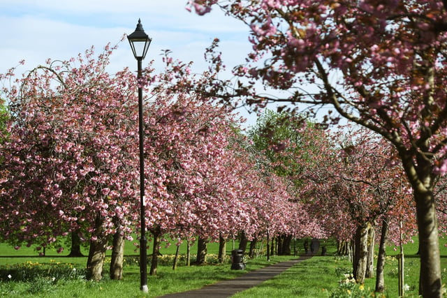 The cherry blossom trees in full bloom looking pretty in the spring sunshine on the Stray in Harrogate