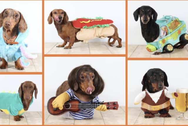 HECK! Oktoberfest 2023 invites North Yorkshire to 'best dressed' Dachshund competition at their latest family day out.