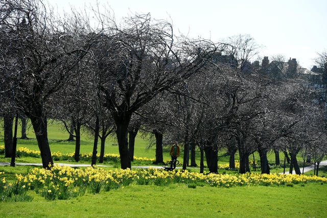 The pink blossom growing on the trees and the daffodils in full bloom on the Stray
