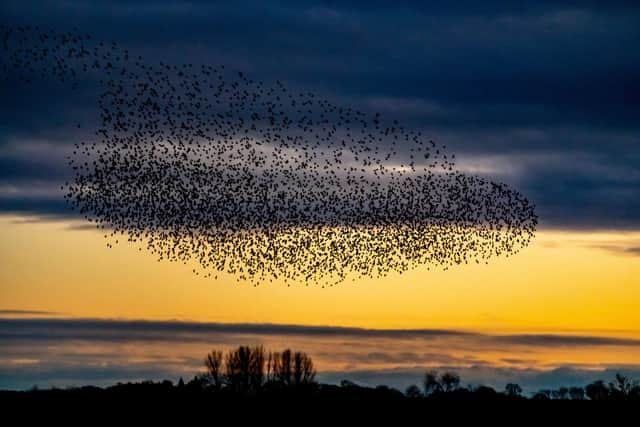 Natural wonders: How they communicate to achieve the wave-like dance still remains something of a mystery.