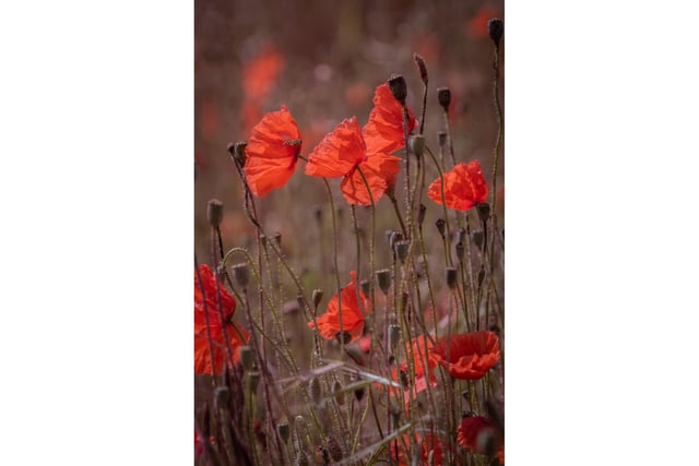 It was not until recent years that the poppy went into decline due to the use of modern farming techniques and the use of herbicides which saw the wild flower begin to vanish.