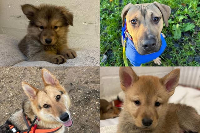 We take a look at 23 dogs available for adoption and looking for their forever home at the RSPCA York, Harrogate and District branch