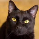 A new report from the RSPCA has revealed that 303 cat cruelty reports were made to RSPCA across North Yorkshire last year. (Pic: RSPCA)