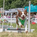Dog agility at DogFest