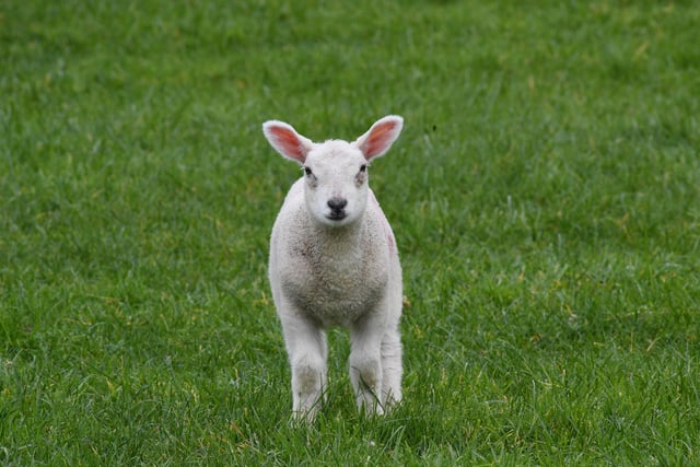 A lamb enjoying the spring sunshine in a field just outside the village of Summerbridge in Harrogate