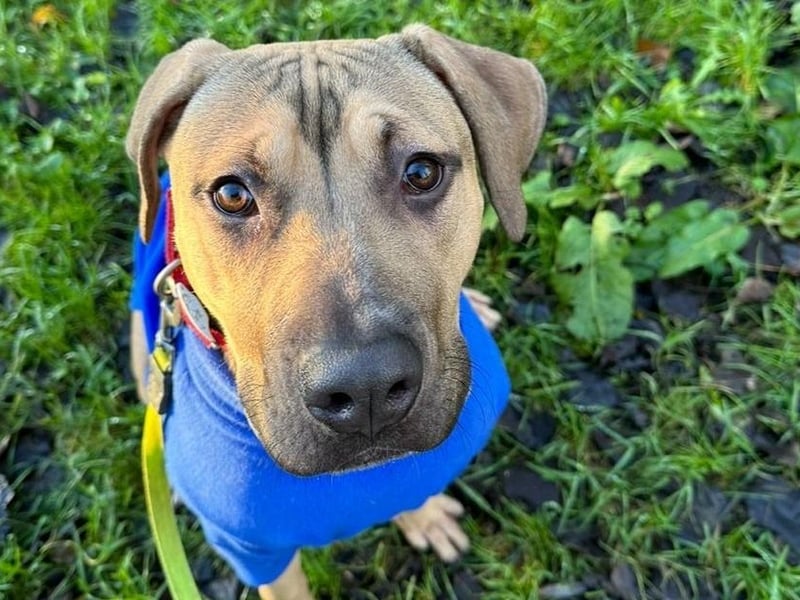 Rolland is a seven-month-old Mastiff Crossbreed who came to the centre via a local dog warden. Rolland is a very sweet dog who had not had such a great start to life before he came to the centre. He is a fantastic dog who is highly intelligent and loves to learn new things. Rolland can be nervous when meeting new people and when adjusting to new situations but once he knows you, he is very friendly and playful.