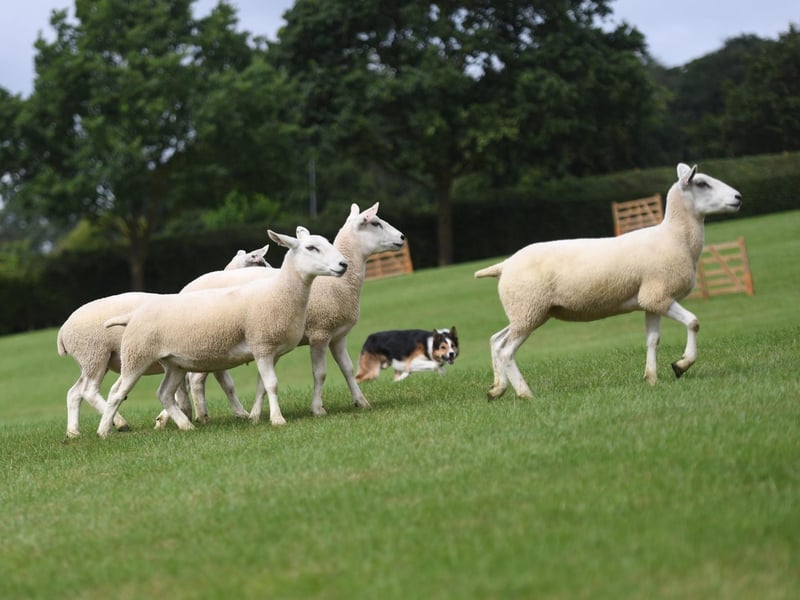 The sheepdog trials make a welcome return following their debut in 2022 where there are displays throughout each day of the show