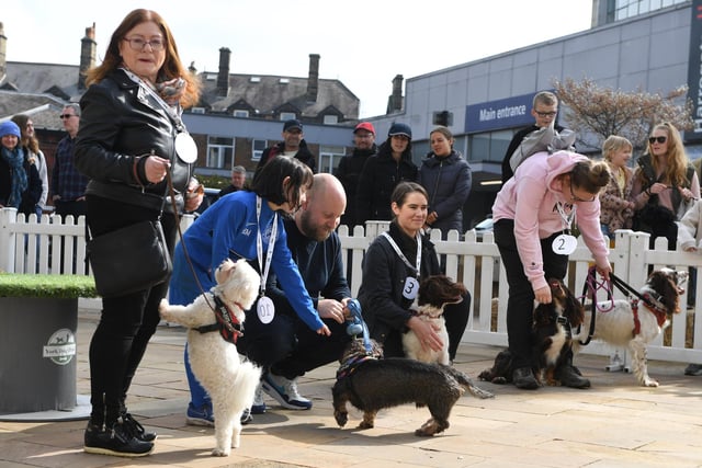 Pictured dogs taking part in the Most Handsome Dog category.